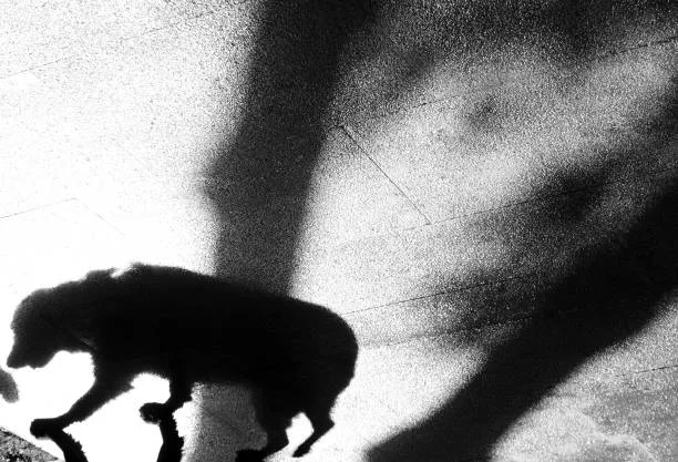 Женщину обвиняют в избиении собаки лопатой в Атырауской области