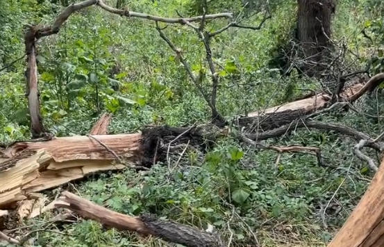 Трагедия в роще Баума: на девушку упало дерево, она в коме