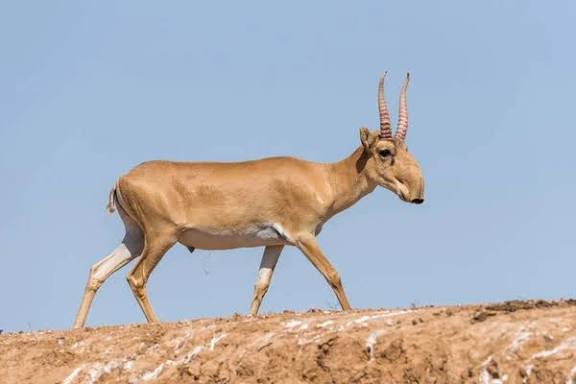 Минэкологии прокомментировало информацию в соцсетях о падеже сайгаков