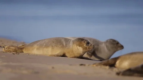 Около сотни мёртвых тюленей обнаружили на побережье Каспийского моря