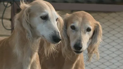 День тазы и тобета будут праздновать в Казахстане