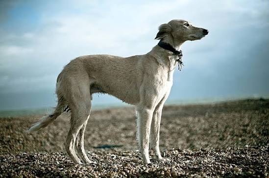 Factcheck.kz: заявления о «международном признании» тазы и тобета — манипуляция