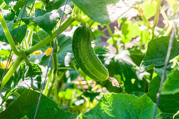 Огурцы по 2300 тенге: вице-министр сельского хозяйства рассказал, почему дорожают овощи