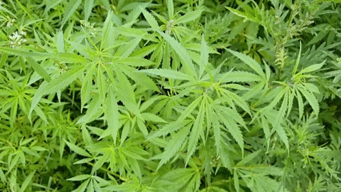 Промпроизводство конопли могут развернуть в Северном Казахстане