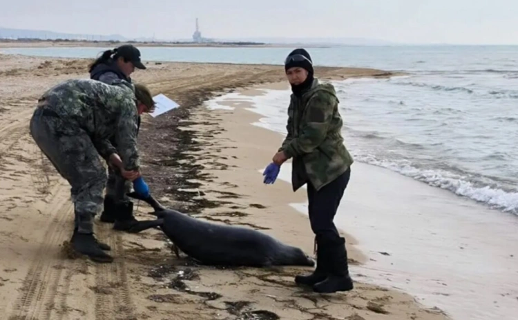 Экологи отобрали пробы воды Каспия для установления причины массовой гибели тюленей