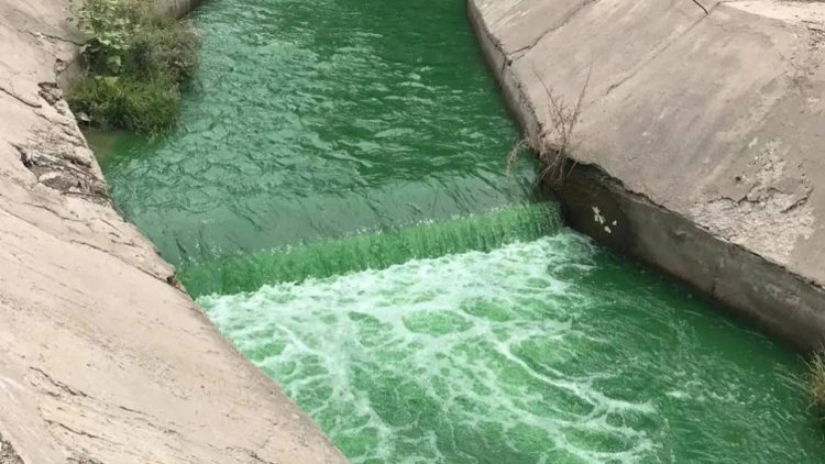В реке Алматы зафиксировано загрязнение: воду окрасило в зелёный цвет