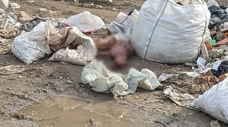 В Алматы на мусорке нашли тела восьми собак со снятыми шкурами