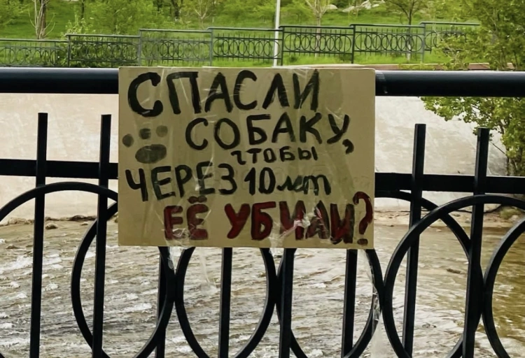 Акция против эвтаназии бездомных животных прошла в Алматы