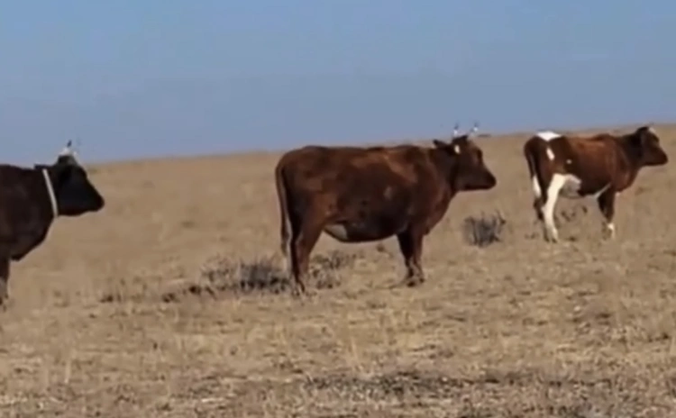 «Застывшие» коровы в степи «испугали» казахстанцев