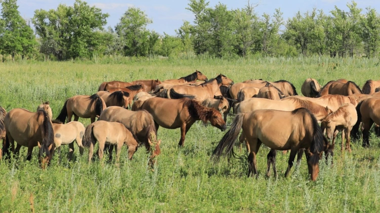 Институт коневодства и кормопроизводства создадут в Актюбинской области