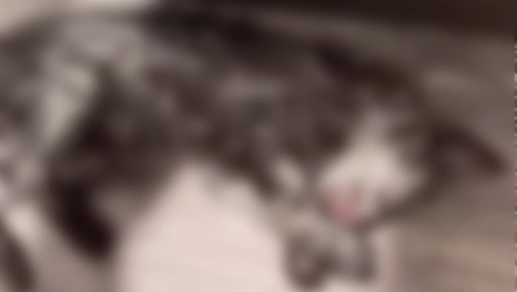 Владелицу котенка, погибшего в стиральной машине, оштрафовали на 43 тыс. тенге