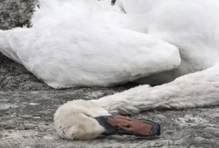 На берегу Каспия нашли 11 погибших лебедей