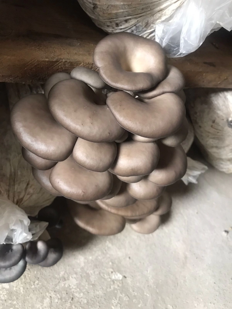 Домохозяйка открыла грибной бизнес