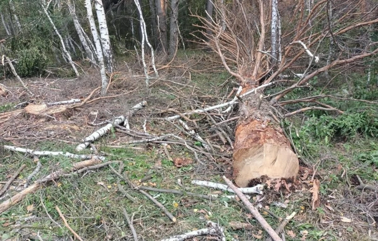 Более 500 деревьев незаконно вырубили в Акмолинской области