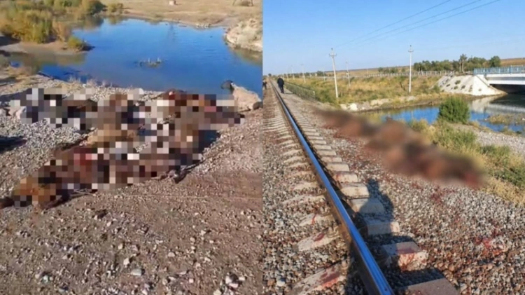 Грузовой поезд сбил стадо из 70 овец в Жамбылской области