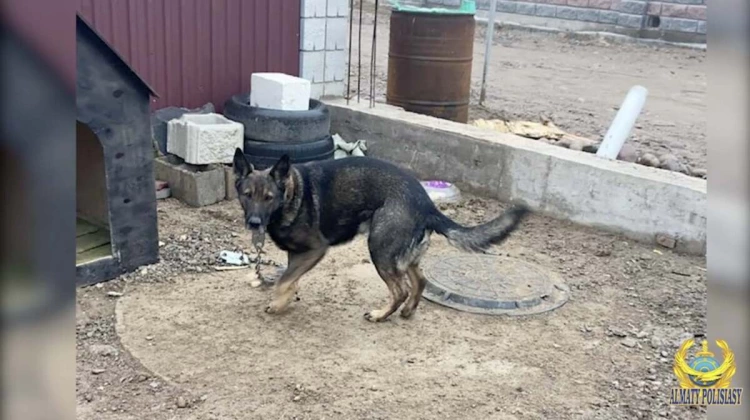 Ефрейтору Нацгвардии вернули собаку, которую похитили во время беспорядков