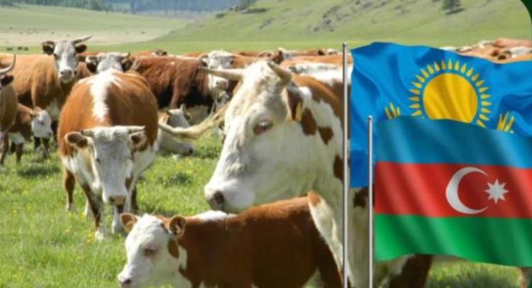 Казахстан и Азербайджан согласовали ветеринарные сертификаты: что это значит?