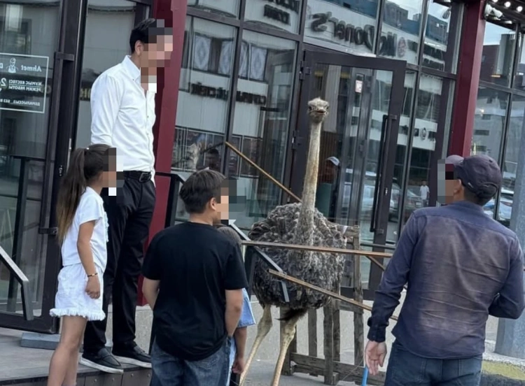 Вместо декора: в сети критикуют кафе за использование живого страуса