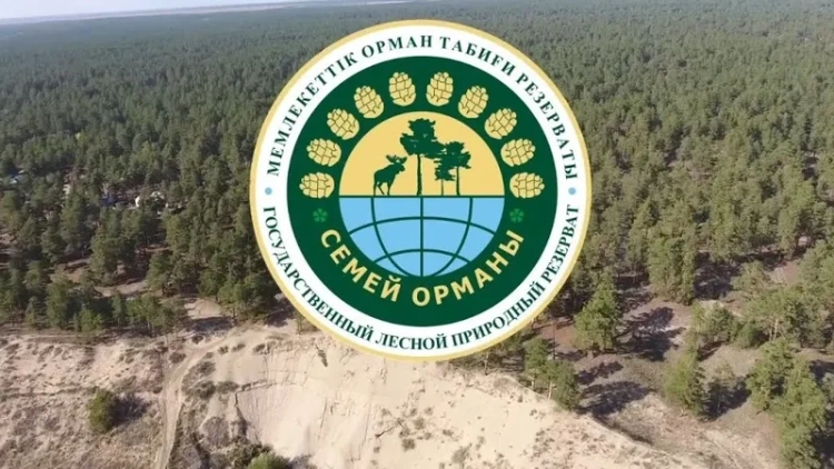 В «Семей орманы» выявили коррупционную схему с вырубкой леса