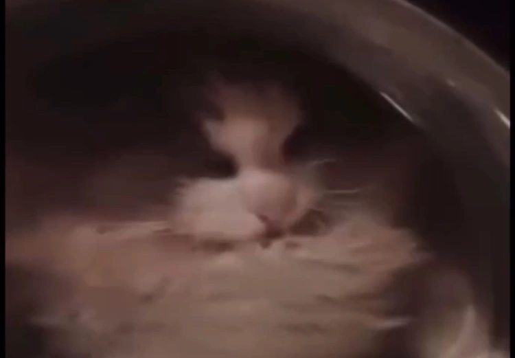 Казахстанка «постирала» кота в стиральной машине и назвала это пранком