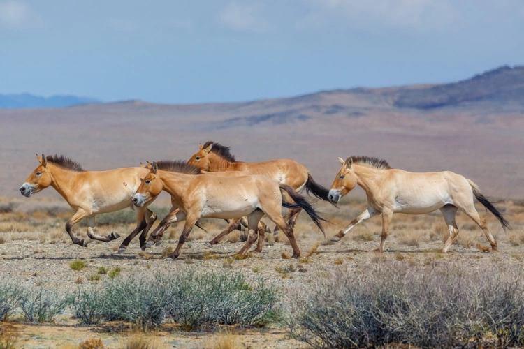 Лошади Пржевальского возвращаются в казахстанскую степь
