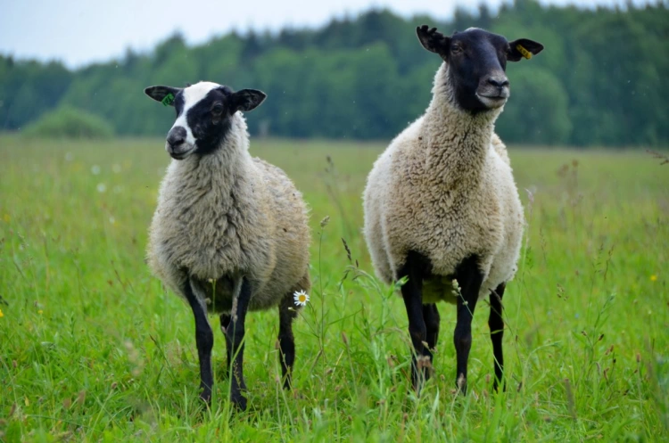 В Казахстане увеличилось поголовье овец