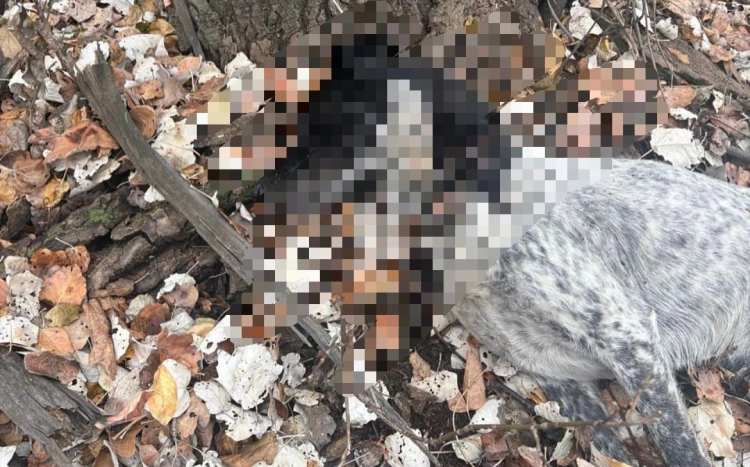 Повешенные бездомные собаки обнаружены в Семее