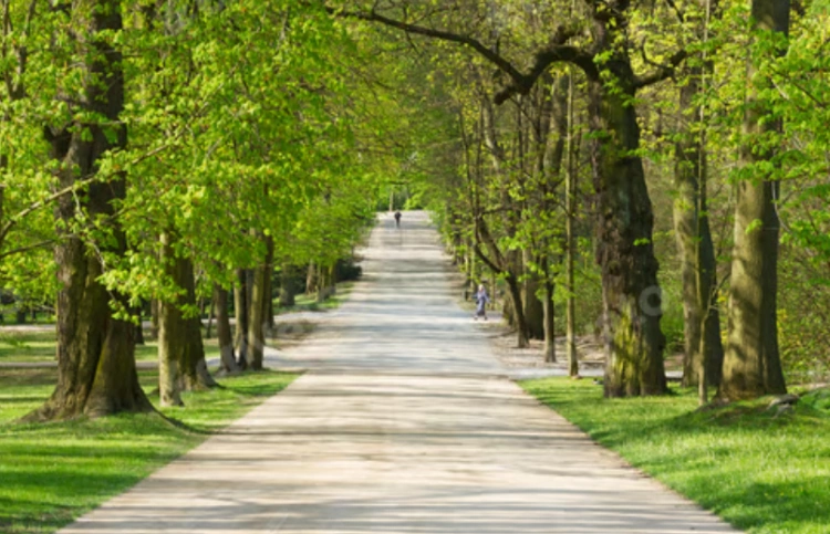 Минэкологии предлагает пересмотреть подходы к озеленению городов