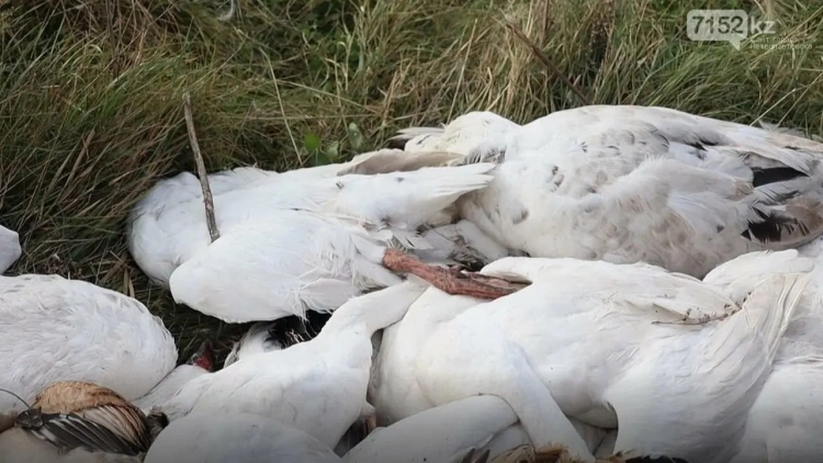 В СКО массово погибла домашняя птица: лабораторные анализы выявили пастереллёз