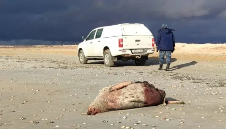 Растет число погибших тюленей на берегу Каспийского моря