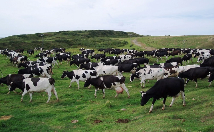 Владельцам погибшего скота в Актюбинской области выплачено 215,7 млн тенге компенсаций