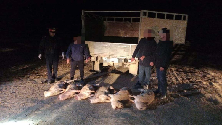 27 туш сайги изъяли полицейские у браконьеров в Актюбинской области