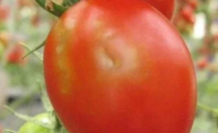 Полтонны заражённых томатов из России уничтожат в Уральске