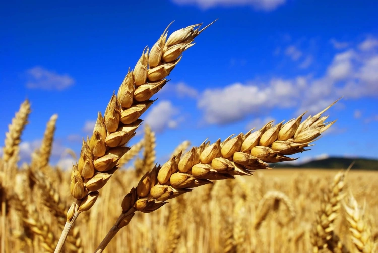 Объем экспорта казахстанского зерна в Китай увеличен в четыре раза