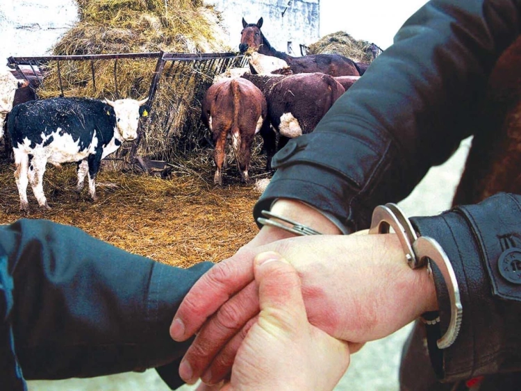 Мал ұрлығын кәсіп еткен азаматтарға бас бостандығынан айыру жазасы тағайындалды