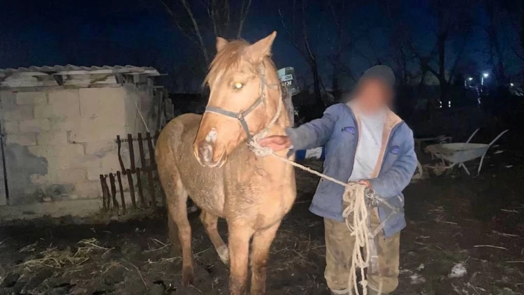 Мужчина, выкрав лошадь у односельчанина, активно "помогал" в ее поисках