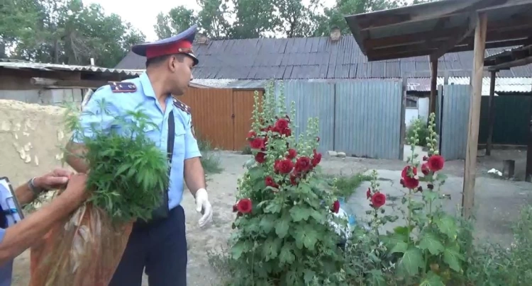 Два факта незаконной культивации наркосодержащих растений зарегистрировали в Жетісу