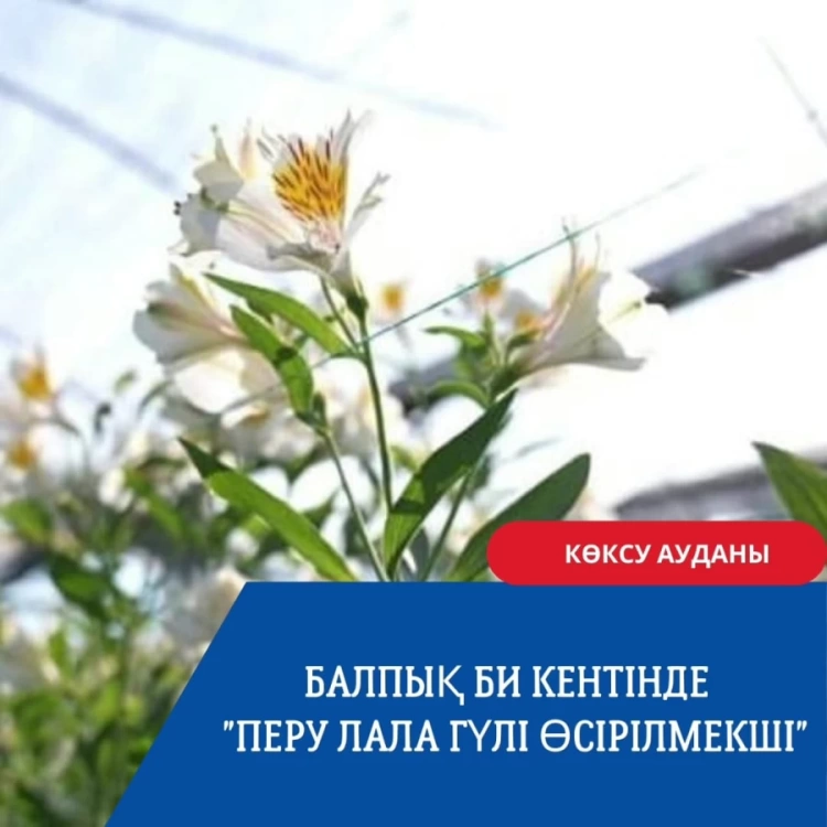 Балпық би кентінде «Перу Лала гүлі өсірілмекші»