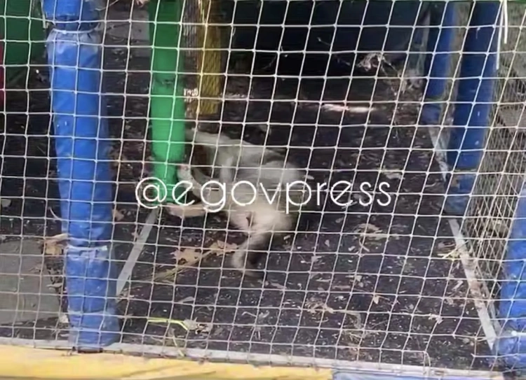«Пока не сдохнет»: алматинка обвинила сотрудников Family Park в жестоком обращении с собакой