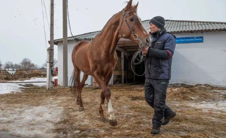 Костанайскую породу лошадей будут восстанавливать в Казахстане