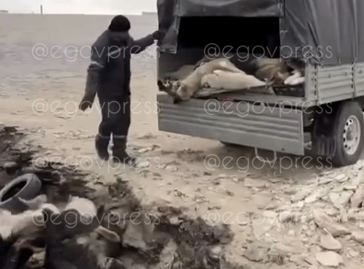 Неизвестные сбрасывают собак в горящую яму — видео обсуждают в сети