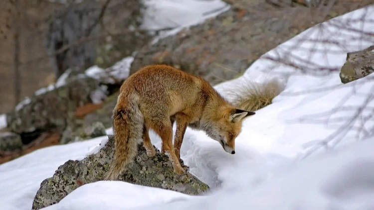 Дикие животные всё чаще выходят к людям в Казахстане - министр назвал причину