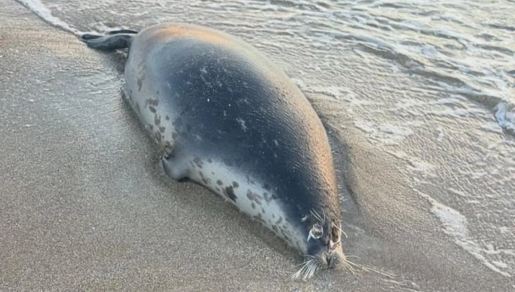 На побережье Мангистауской области обнаружены 112 погибших каспийских тюленей