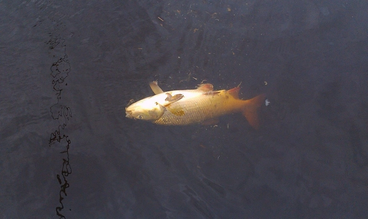 Сброс кислоты мог стать причиной массовой гибели рыбы в реке Шымкента