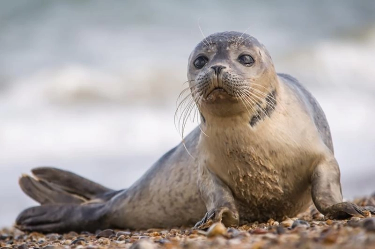 На берегу Каспийского моря вновь нашли мертвых тюленей
