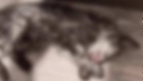 Владелицу котенка, погибшего в стиральной машине, оштрафовали на 43 тыс. тенге