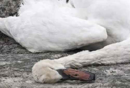 На берегу Каспия нашли 11 погибших лебедей