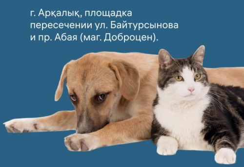 Митинг против эвтаназии бездомных животных согласовали в Аркалыке