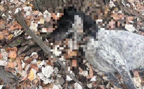 Повешенные бездомные собаки обнаружены в Семее