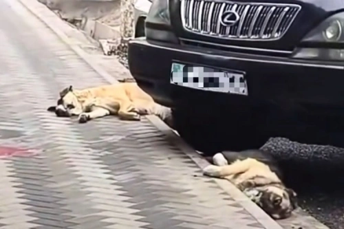 Собак застрелили на глазах прохожего в Кызылорде